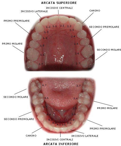 diagramma_denti_permanenti.jpg